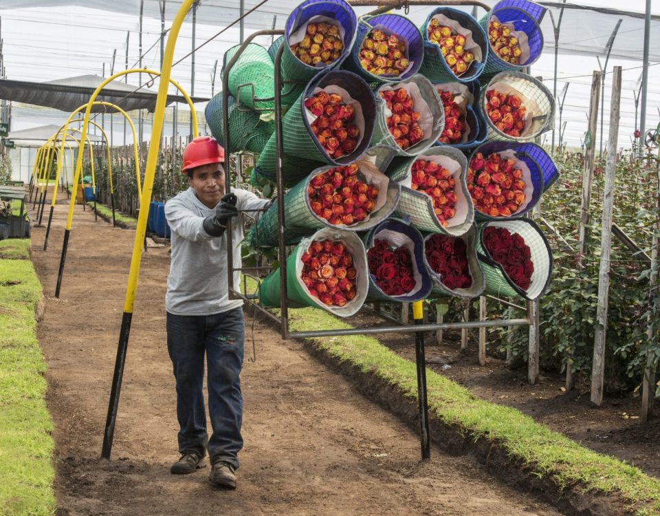 A worker pushing a frame filled with Fairtrade roses in a plantation