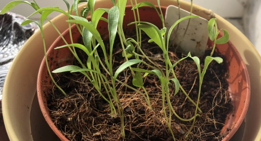 Corainder seedlings in a pot